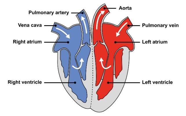 diagramma del cuore