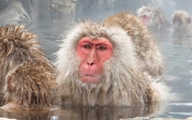 macaco giapponese in uno stagno