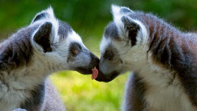 licking_lemurs_header-642x361-1.jpg