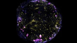 nuovo modello di polmone su chip