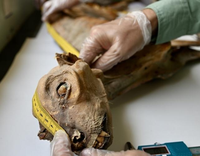 Ricercatore che misura un ghepardo mummificato