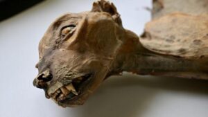 testa di ghepardo mummificata