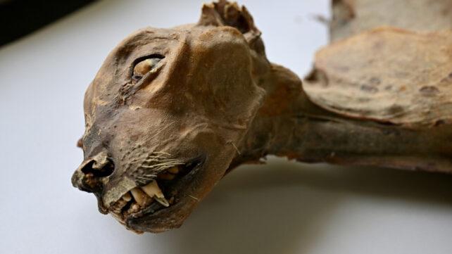 mummified_cheetah_header-642x361-1.jpg