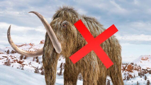 not-a-mammoth-642x361-1.jpg