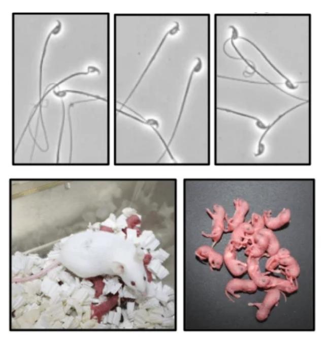 immagini di spermatozoi, topi e cuccioli di topo