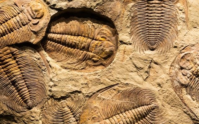 fossili di trilobiti