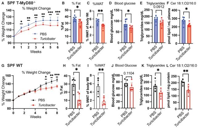 I ricercatori hanno scoperto un microbo intestinale che può fermare da solo l'aumento di peso nei topi