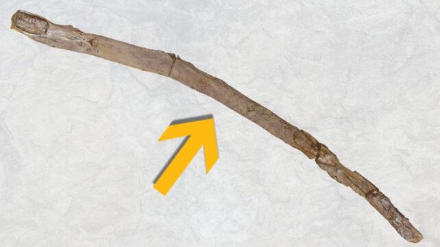 worlds_oldest_tool_header-642x361-1.jpg