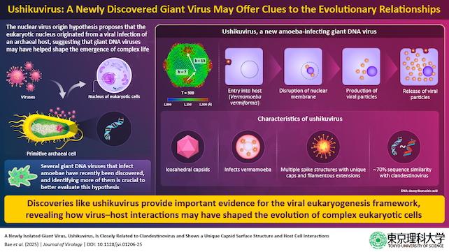 infografica dell'ushikuvirus