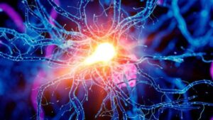 Gli scienziati scoprono un circuito cerebrale che migliora la resistenza fisica nei topi