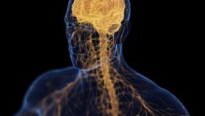 'Asse Cervello-Ossa' Può Collegare la Depressione Con l'Osteoporosi, Afferma lo Studio