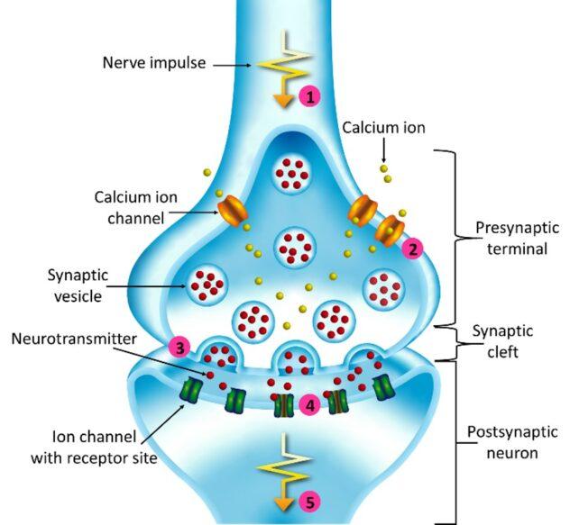 Illustrazione del giunto di due cellule nervose. Le cellule contengono una varietà di molecole di segnalazione.