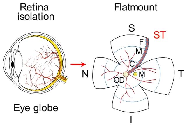 Diagramma dell'occhio