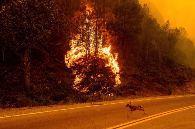 Un giovane cervo attraversa la strada davanti alla vegetazione in fiamme