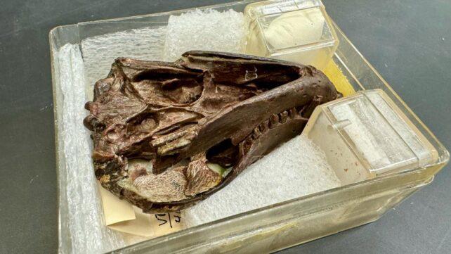 Campione fossile del cranio e della mandibola di Thrinaxodon utilizzato per lo studio.