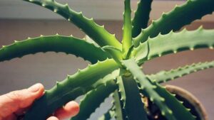Il composto di Aloe Vera può aiutare a combattere la malattia di Alzheimer, suggeriscono le simulazioni