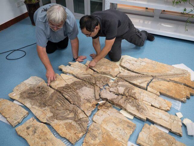 Il dinosauro spinoso strano sfoggiava una pelle diversa da qualsiasi cosa abbiamo mai visto prima