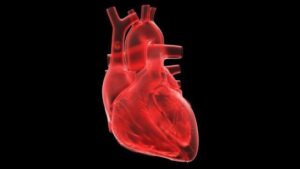 Battere 'Heart-on-a-Chip' potrebbe aiutare a combattere la principale causa di morte nel mondo