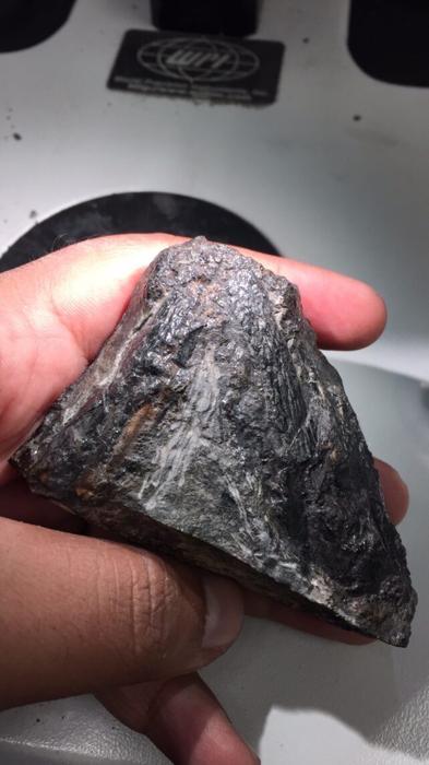 Questa strana creatura antica ha inventato un nuovo tipo di dieta