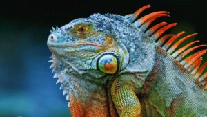 Primo piano di un'iguana colorata