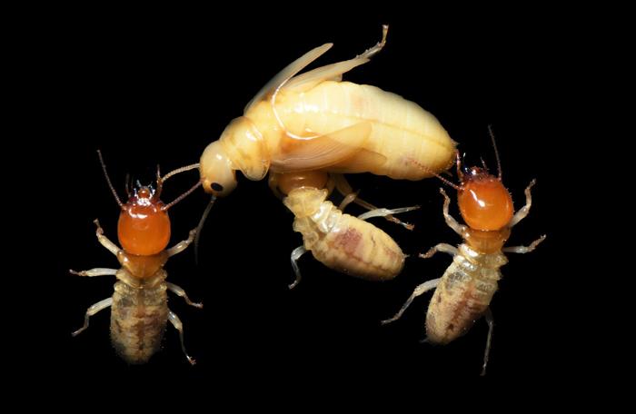 Gli Spermatozoi delle Termiti Hanno Perso le Loro Code Grazie alla Monogamia