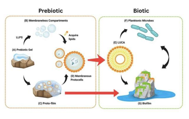 un diagramma che mostra il gel prebiotico che si trasforma in compartimenti senza membrana, e protofilm, che si trasforma in protocellule membranose, e poi la prima vera cellula, e poi microbi planctonici e/o biofilm.