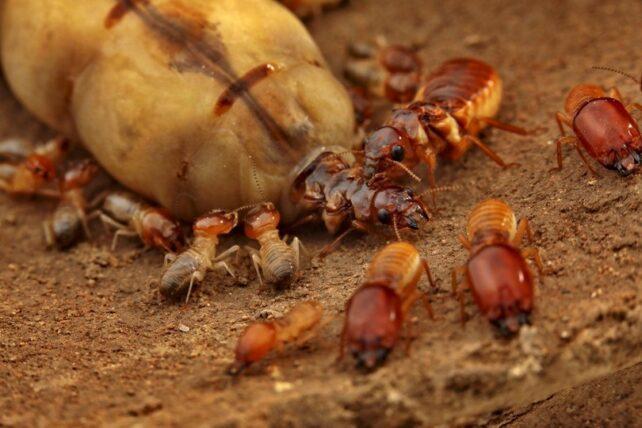 Grande regina termita circondata da termiti più piccole.