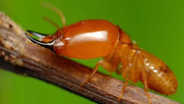TermiteSoldierCloseUp-642x361-1.jpg