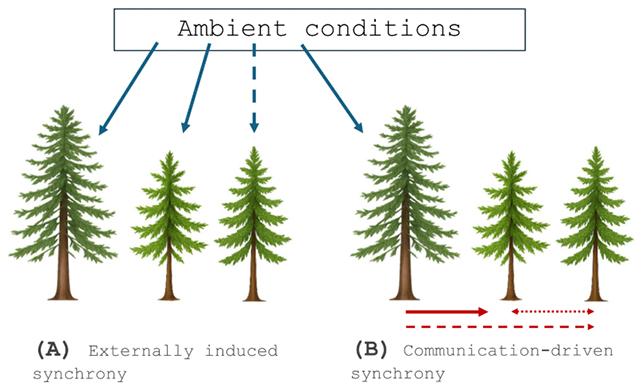 Diagramma di reazione degli alberi