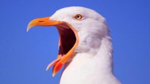 uccello marino con il becco aperto
