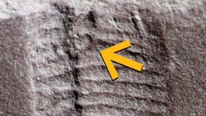 Trovato il più antico ano fossilizzato in un rettile di 290 milioni di anni
