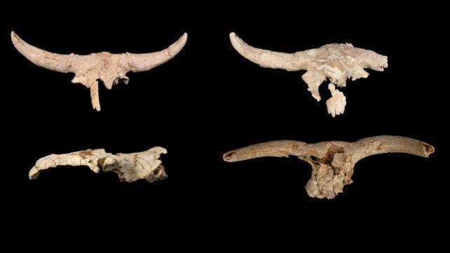 I Neanderthal hanno misteriosamente raccolto teschi cornuti in una caverna, ma perché?