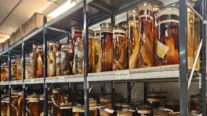 molti barattoli di campioni riempiti con fluidi chiari e brunastri e diversi animali riempiono gli scaffali del museo di storia naturale di Londra.