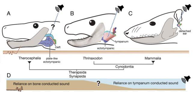 diagramma illustrato che mostra tre teste, che progrediscono da terapside (affidamento al suono condotto dall'osso) a thrinaxodon (possibilmente affidamento misto all'udito timpanico rispetto a quello condotto dall'osso) a mammiferi moderni, principalmente affidati all'udito timpanico.