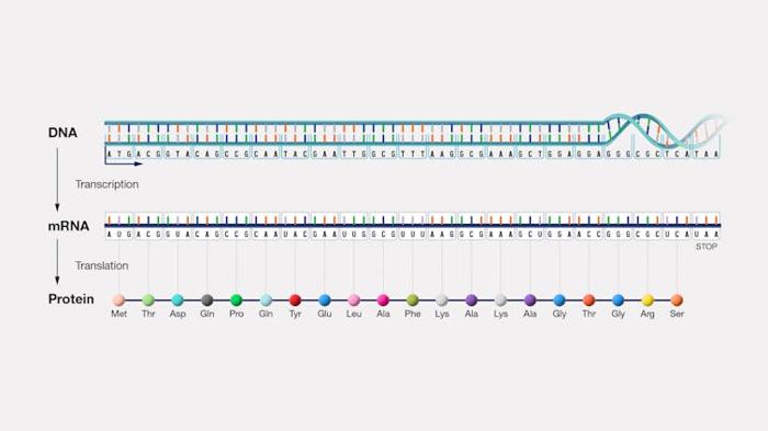 Diagramma del DNA trascritto in RNA tradotto in proteina
