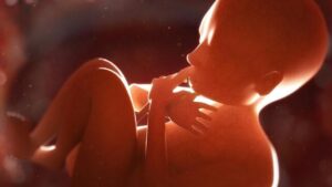 feto nell'utero