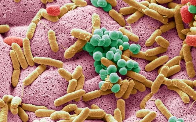 microrganismi sotto un microscopio