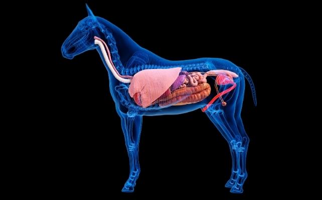 anatomia del cavallo