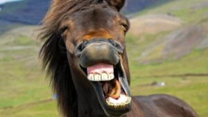 neighing di cavallo