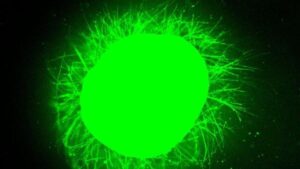 Gli scienziati hanno coltivato mini midolli spinale umani, poi li hanno fatti riparare dopo un infortunio