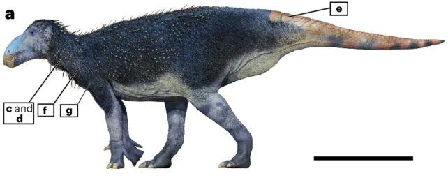 Il dinosauro spinoso strano sfoggiava una pelle diversa da qualsiasi cosa abbiamo mai visto prima