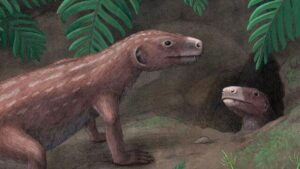 illustrazione artistica di un thrinaxodon che cammina verso una tana. un altro thrinaxodon sta sporgendo la testa.