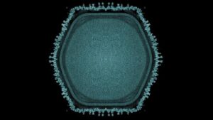 immagine al microscopio elettronico dell'ushikuvirus