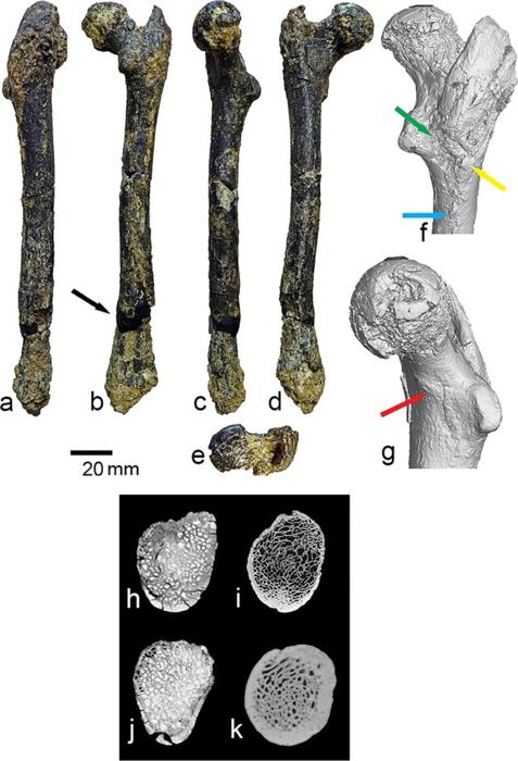 I più antichi esseri umani conosciuti potrebbero essere emersi nei Balcani, non in Africa, suggeriscono i fossili