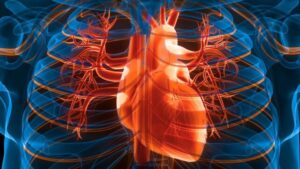Illustrazione che mostra il cuore umano all'interno della gabbia toracica