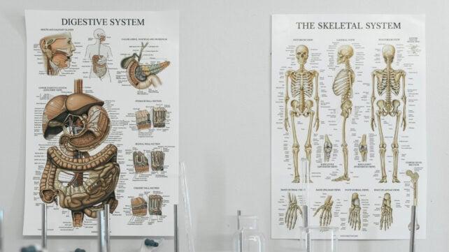 Poster di anatomia su una parete in un'aula