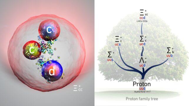 A sinistra: Una sfera di colore pallido con bordi rossi luminosi. Tre sfere più piccole sono raffigurate al suo interno, contenenti le lettere minuscole c, c e d. A destra: Un albero genealogico dei protoni sbiadito con etichette