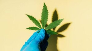 Una grande revisione della cannabis medica trova prove scarse che tratti i disturbi mentali