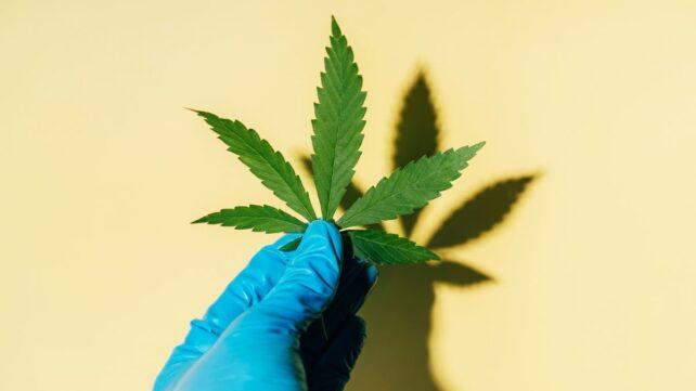 CannabisPlant-642x361-1.jpg