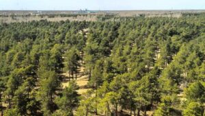 Afforestazione del deserto di Taklamakan